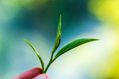 Yakın çekim taze yeşil çay yaprakları