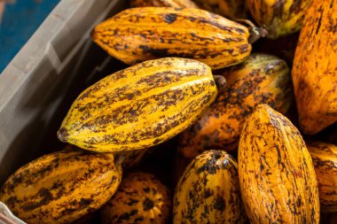 Kakao çekirdeği ve kakao kabuğu