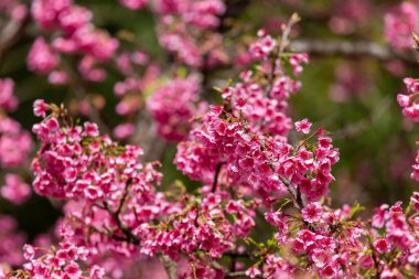 Kiraz çiçeği ve Sakura duvar kağıdı.