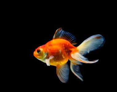 Japon balığı koyu siyah bir arkaplanda izole edilmiş.