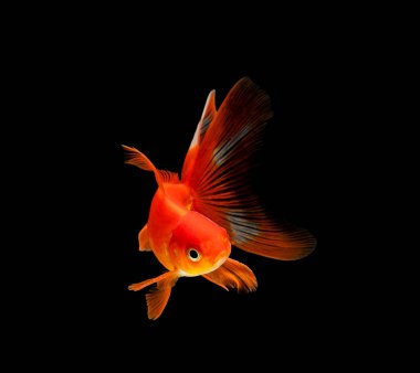 Japon balığı koyu siyah bir arkaplanda izole edilmiş.