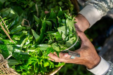 Yakın çekim taze yeşil çay yaprakları