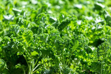 Doğal organik toprakta kıvırcık lahana. Lahana bir kış sebzesidir.