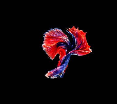 Beta balığı, siyam savaşçısı balıklar, siyah arka planda izole edilmiş betta ihtişamı.