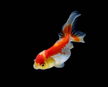 Japon balığı koyu siyah bir arkaplanda izole edilmiş.