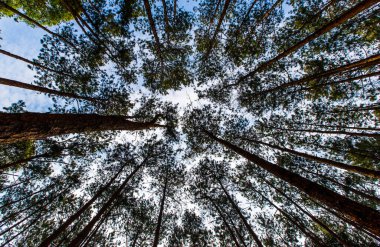 Pinus mugo - aynı zamanda sürünen çam, cüce dağ çamı olarak da bilinir.