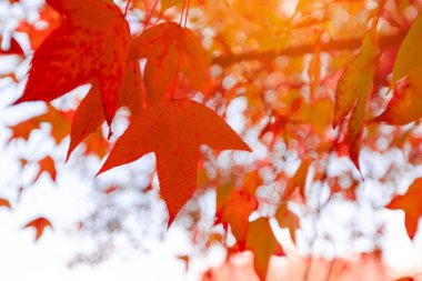 Taze yeşil yapraklar dalda gün ışığıyla
