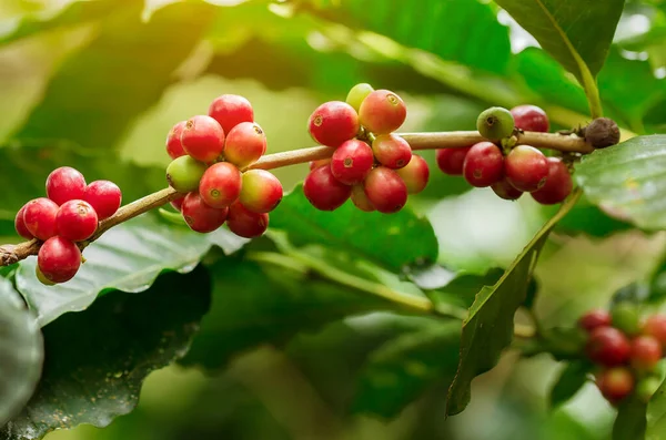 Koffiebonen Rijpen Verse Koffie Rode Bessen Tak — Stockfoto