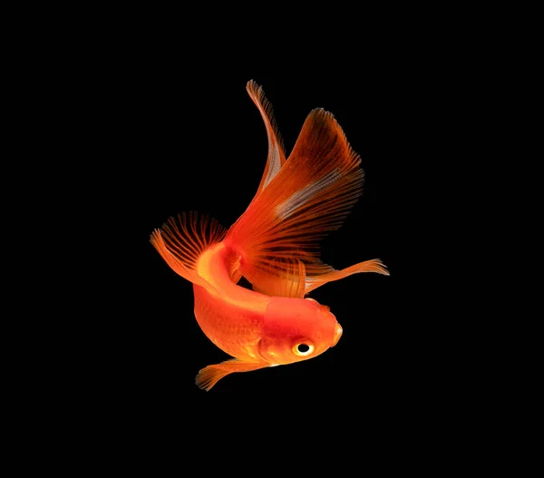 Goldfish Isolado Fundo Preto Escuro — Fotografia de Stock