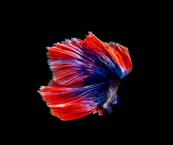 Betta Vis Siamese Vechtvis Betta Pracht Geïsoleerd Zwarte Achtergrond — Stockfoto