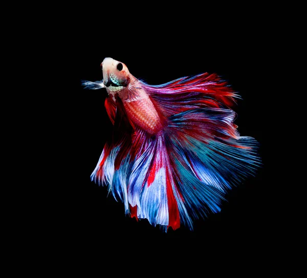 Betta Fische Siamesische Kampffische Betta Splendens Isoliert Auf Schwarzem Hintergrund — Stockfoto