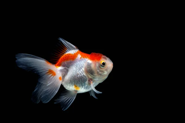 Pez Dorado Aislado Sobre Fondo Negro Oscuro —  Fotos de Stock