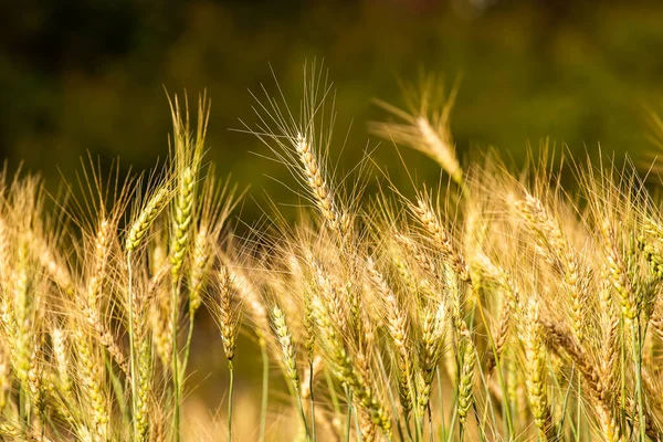 Πεδίο Barley Στο Sunset — Φωτογραφία Αρχείου