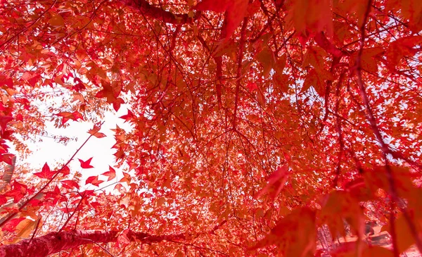 Feuilles Vertes Fraîches Sur Branche Avec Lumière Jour — Photo