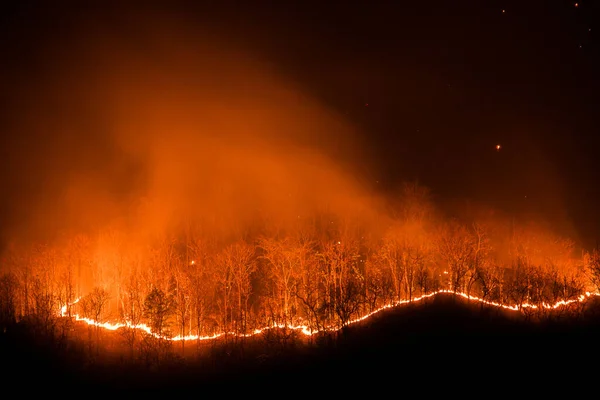 Incendio Forestal Ardiendo Árboles Por Noche — Foto de Stock