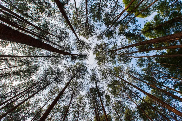 Pinus mugo - It is also known as creeping pine, dwarf mountain pine, mugo pine — Stock Image Pinus Mugo Also Known Creeping Pine Dwarf Mountain Pine Mugo Stock Picture