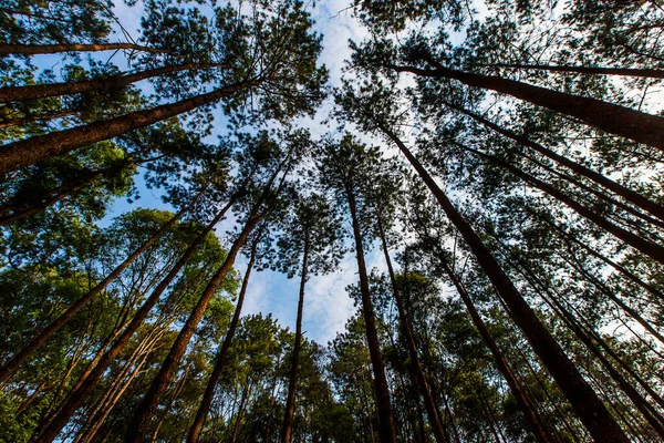 Pinus mugo - It is also known as creeping pine, dwarf mountain pine — Stock Image Pinus Mugo Also Known Creeping Pine Dwarf Mountain Pine Stock Photo