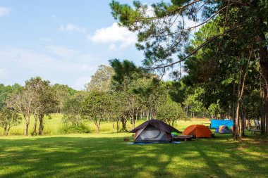 Çam ormanının altında kamp ve çadır.