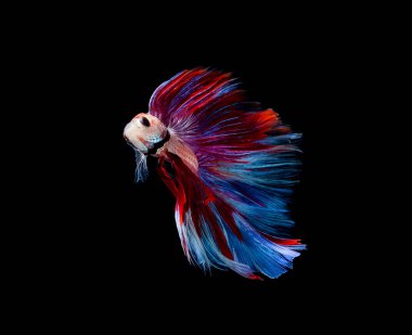 Beta balığı, siyam savaşçısı balıklar, siyah arka planda izole edilmiş betta ihtişamı.