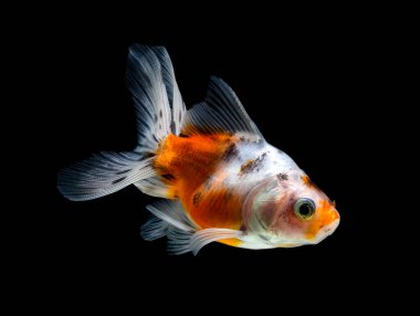 Japon balığı koyu siyah bir arkaplanda izole edilmiş.