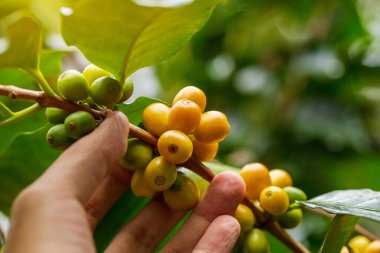 Kahve çekirdeği. Ahşap bir arkaplan dönüşünde