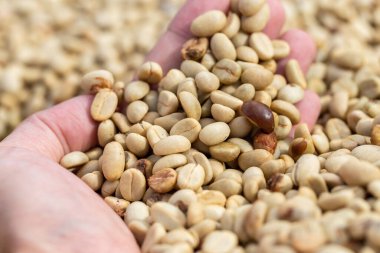 Doğal organik yeşil kahve çekirdekleri