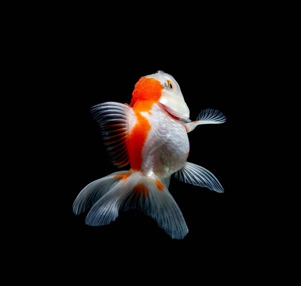 Pesce Rosso Isolato Uno Sfondo Nero Scuro — Foto Stock