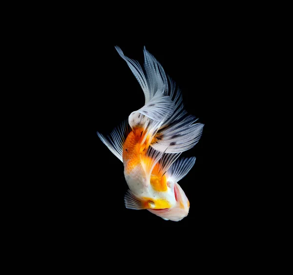 Goldfish Isolado Fundo Preto Escuro — Fotografia de Stock