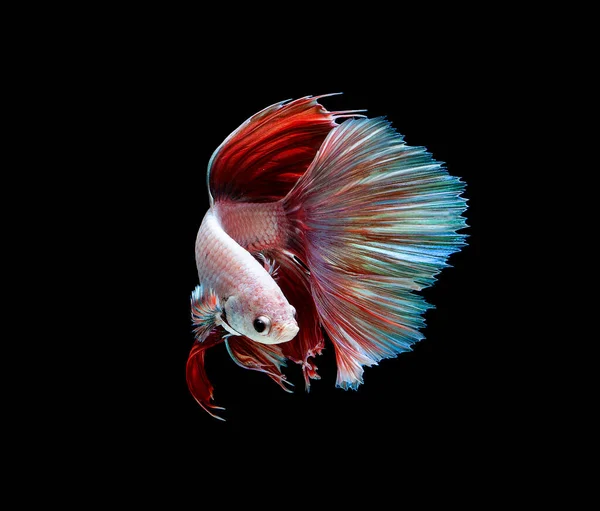 Betta Fisch Siamesische Kampffische Isoliert Auf Schwarzem Hintergrund — Stockfoto