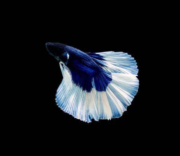 Betta Vis Siamese Vechtvis Betta Pracht Geïsoleerd Zwarte Achtergrond — Stockfoto