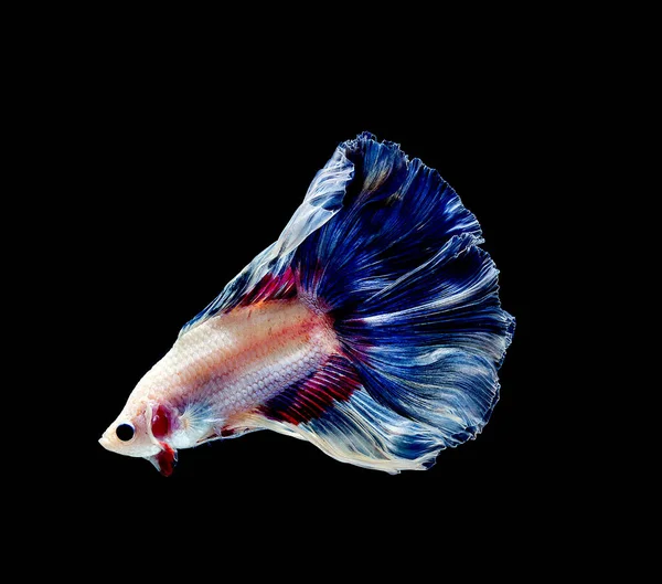 Betta Vis Siamese Vechtvis Betta Pracht Geïsoleerd Zwarte Achtergrond — Stockfoto