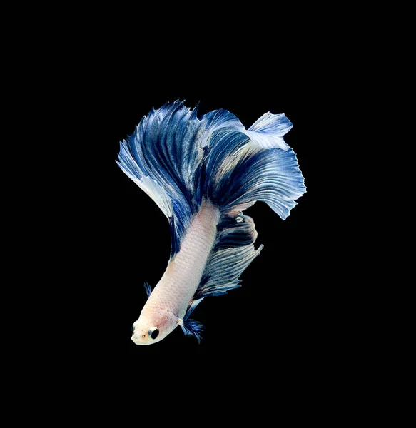 Betta Fish Pesce Siamese Combattente Betta Splendens Isolato Fondo Nero — Foto Stock