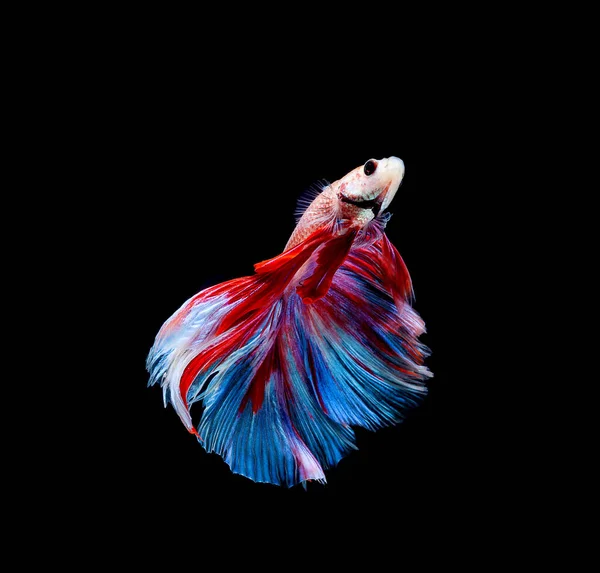 Betta Fish Siamese Fighting Fish Betta Splendens Isolado Sobre Fundo — Fotografia de Stock