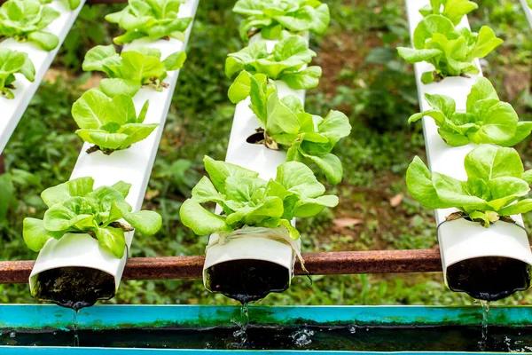 Granja Ecológica Con Agricultura Vegetal Hidropónica —  Fotos de Stock