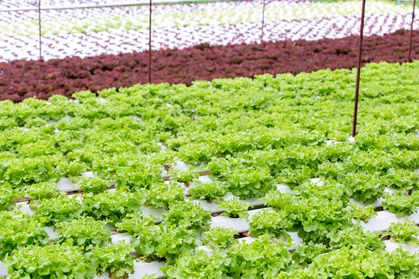 Ferme Biologique Avec Agriculture Légume Hydroponique — Photo