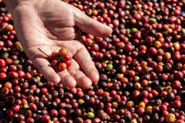 Bagas Café Arábica Frescas Fazenda Café Orgânico — Fotografia de Stock