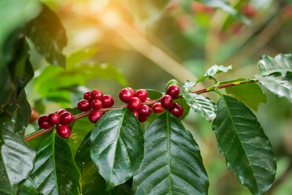 Kuzey Tayland 'da ağaçta olgunlaşan kahve çekirdekleri.