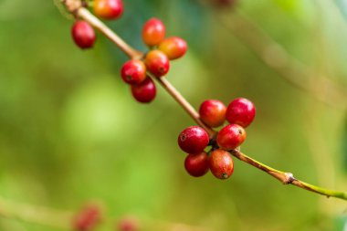 Kuzey Tayland 'da ağaçta olgunlaşan kahve çekirdekleri.
