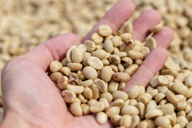 Doğal organik yeşil kahve çekirdekleri