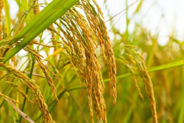 sarı yeşil pirinç tarlası