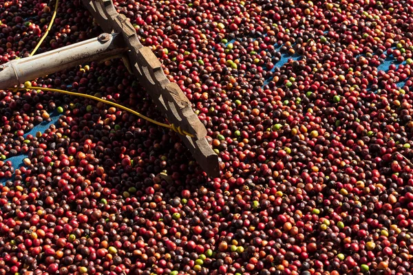 Bagas Café Arábica Frescas Fazenda Café Orgânico — Fotografia de Stock