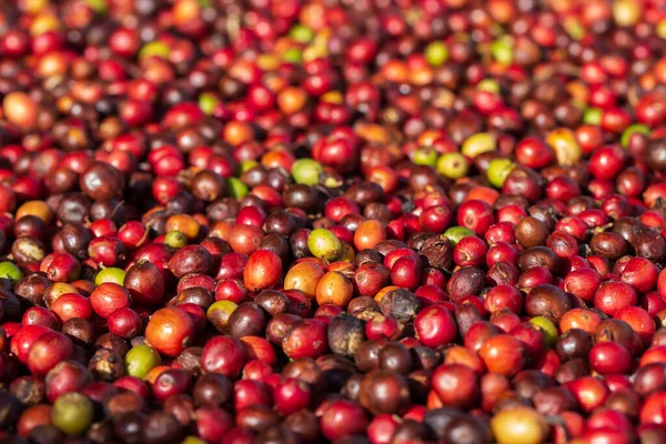 Bagas Café Arábica Frescas Fazenda Café Orgânico — Fotografia de Stock