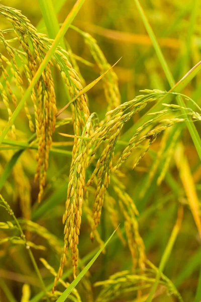 Geel Groen Rijstveld — Stockfoto