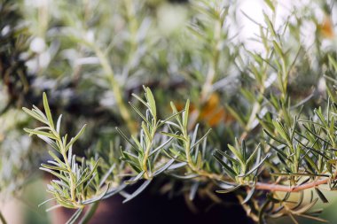 Taze Rosemary Herb dışarıda yetişiyor. Biberiye yaprakları Yakın plan.