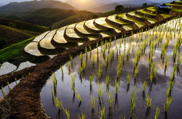 Terrasserat Risfält Vid Mae Cham Chiangmai Norra Thailand — Stockfoto