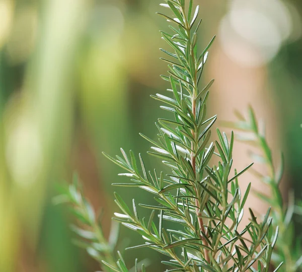 Rosemary Herb Fresco Crescer Livre Folhas Alecrim Close — Fotografia de Stock