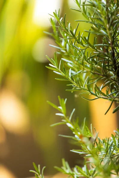 新鲜的迷迭香药草生长在室外 迷迭香树叶特写 — 图库照片