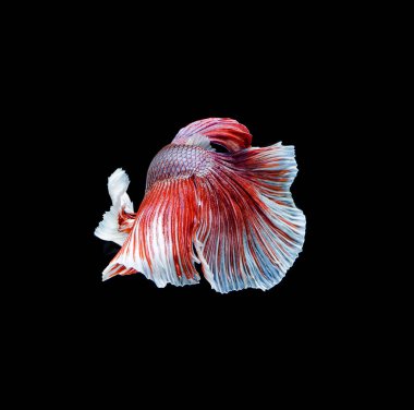 Beta balığı, siyam savaşçısı balıklar, siyah arka planda izole edilmiş betta ihtişamı.