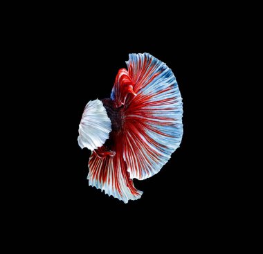 Beta balığı, siyam savaşçısı balıklar, siyah arka planda izole edilmiş betta ihtişamı.