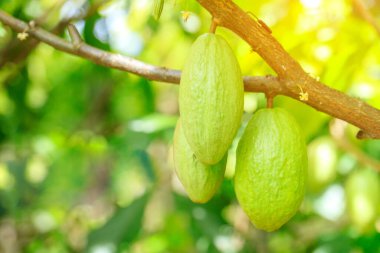 Kakao Ağacı (Theobroma kakaosu). Doğada organik kakao meyve kabukları.